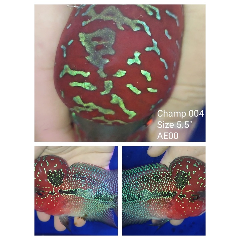 (CHAMP-4) Super Red Dragon Flowerhorn 5.50 inch