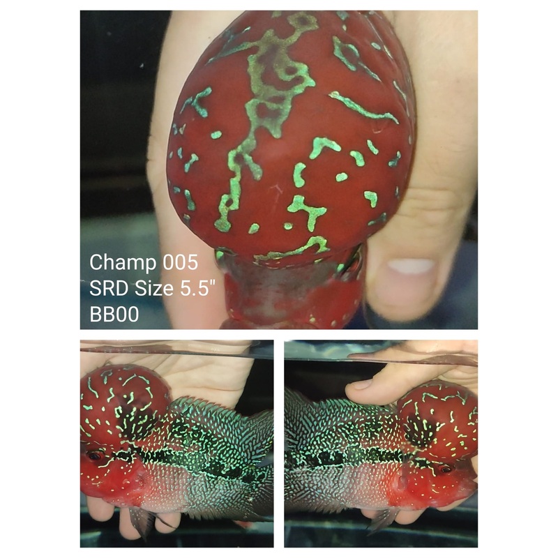 (CHAMP-5) Super Red Dragon Flowerhorn 5.50 inch