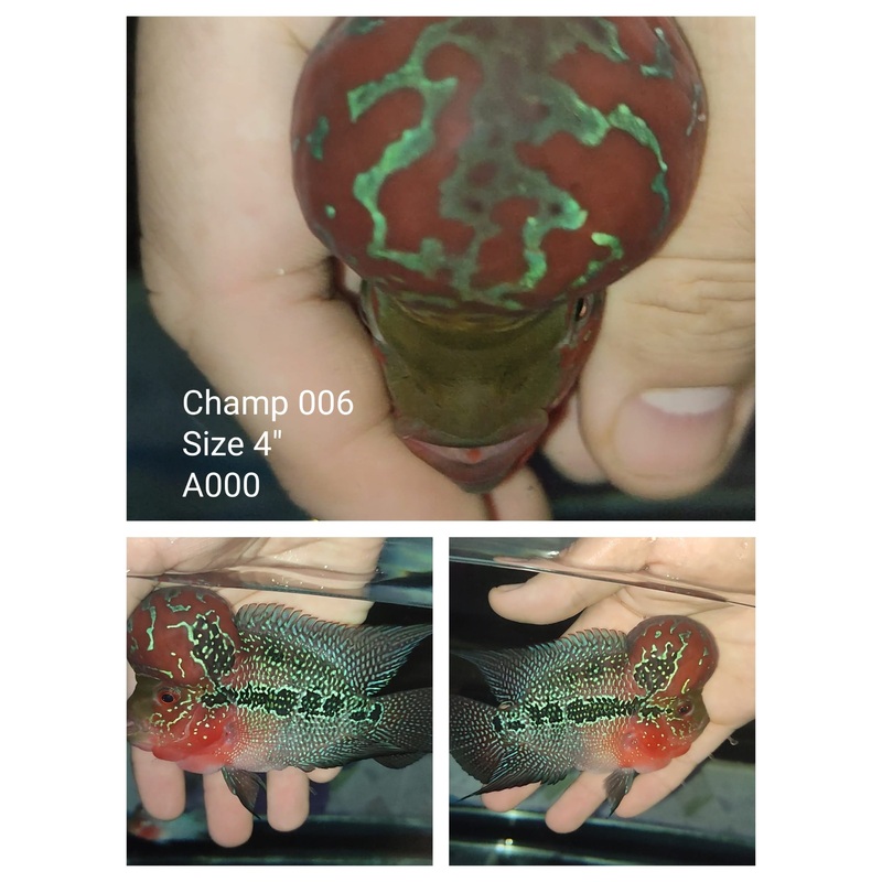 (CHAMP-6) Super Red Dragon Flowerhorn 4.00 inch