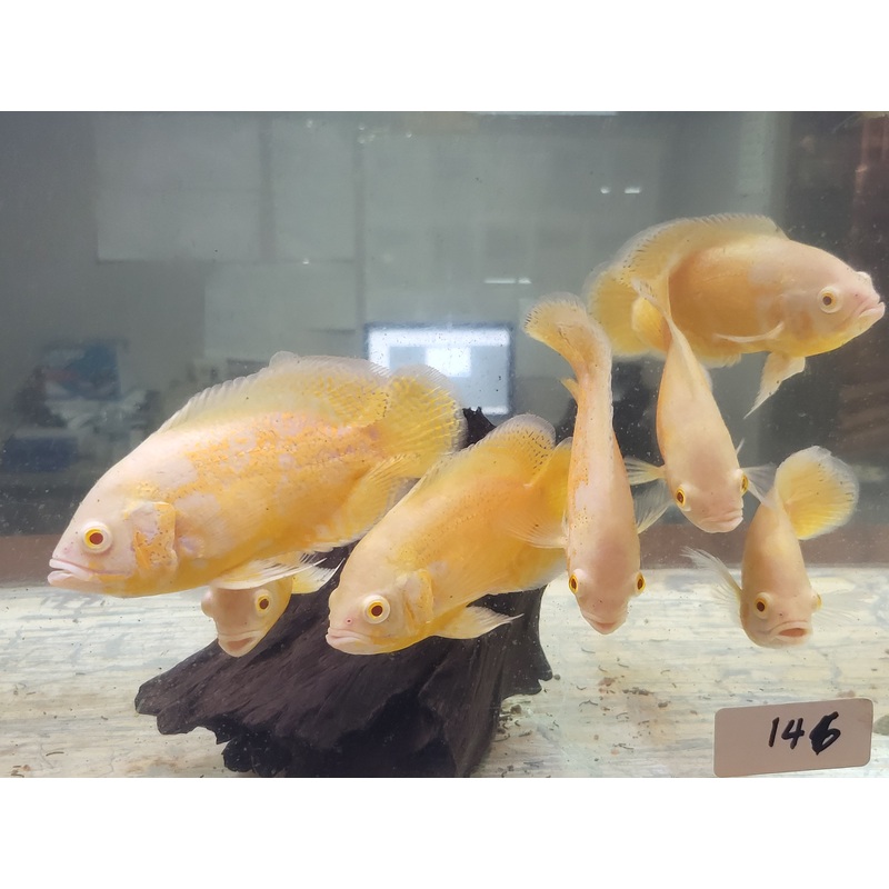 Lemon "Golden" Oscar 4.00-5.00 inch