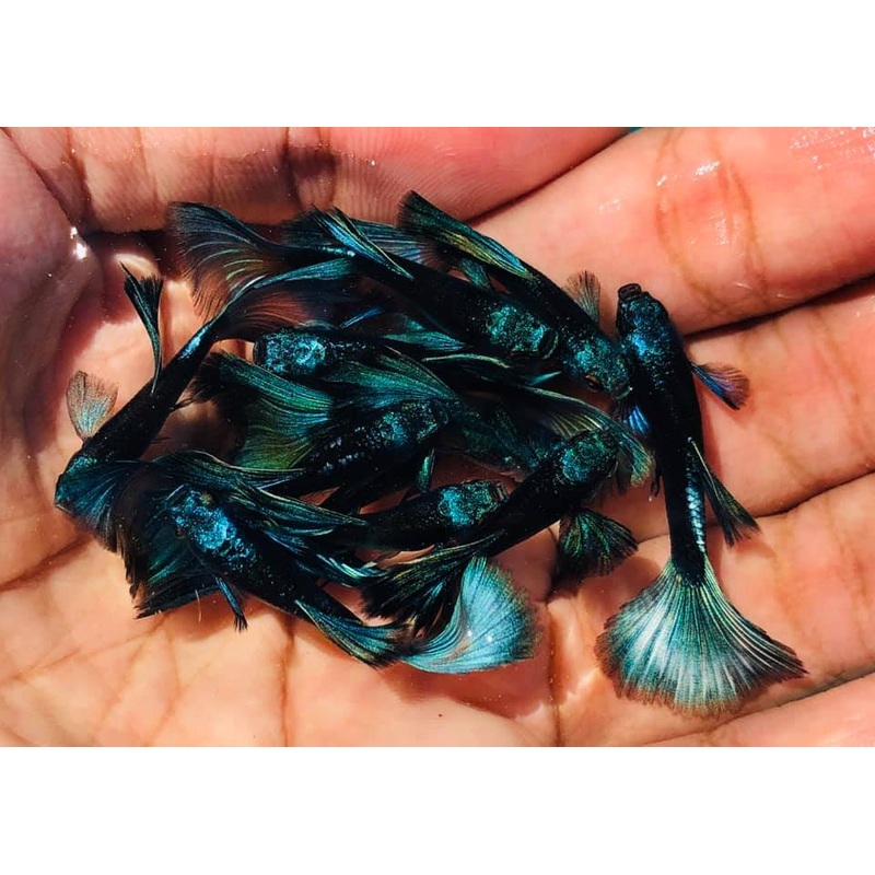 Live Fancy Guppy Fish Premium Quality Moscow Green (CGP-030)