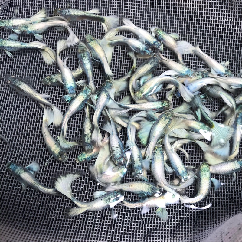 Live Fancy Guppy Fish Premium Quality Platinum White XL Size (CGP-058)