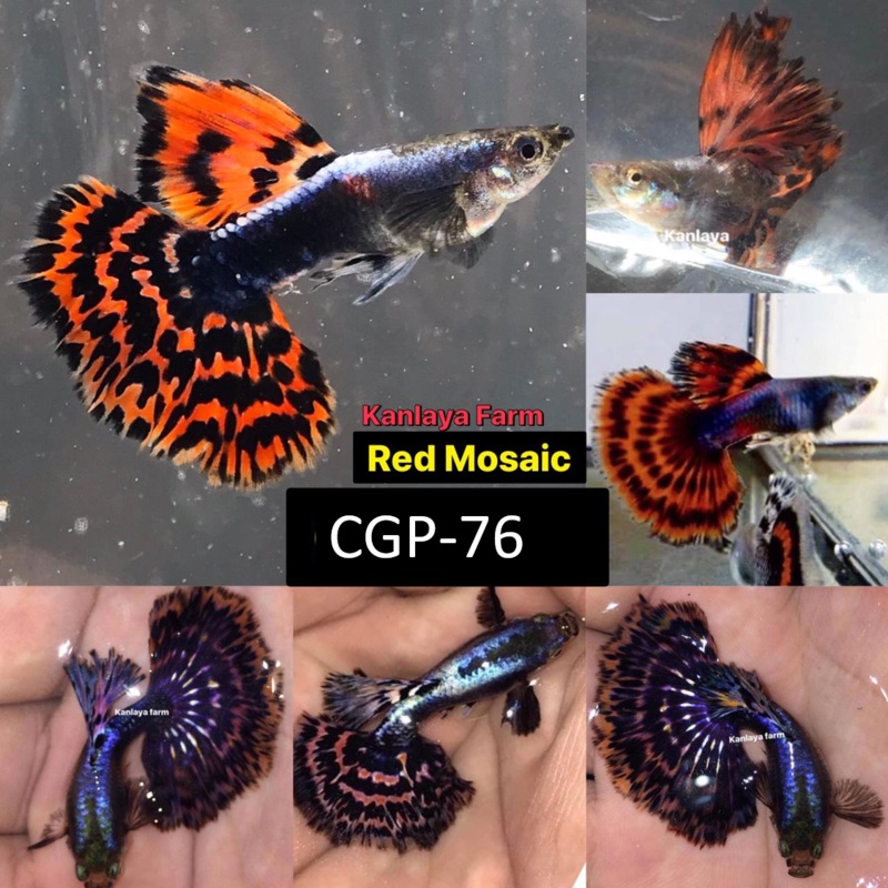 Live Fancy Guppy Fish Premium Quality Red Tiger Halfmoon Mosaic XL Breed (CGP-076)
