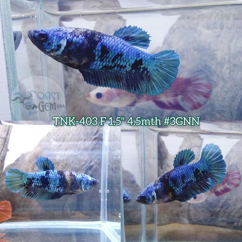 Live Female Betta Black Blue Turquoise Galaxy Koi Plakad (TNK-403)  High quality what you see what you get!!