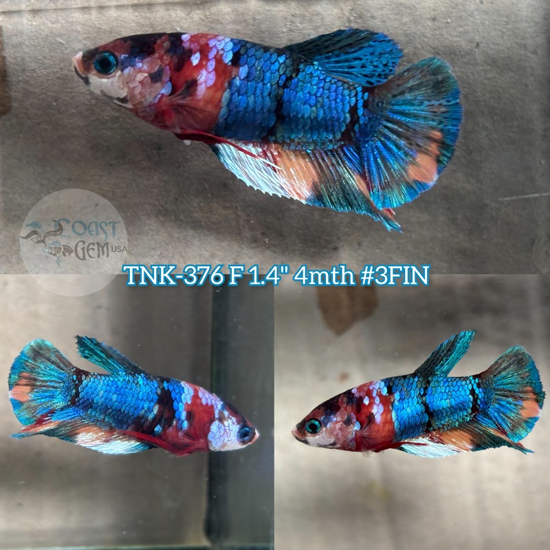 Live Female Betta Blue Red Galaxy Koi Plakad (TNK-376) High quality what you see what you get!!