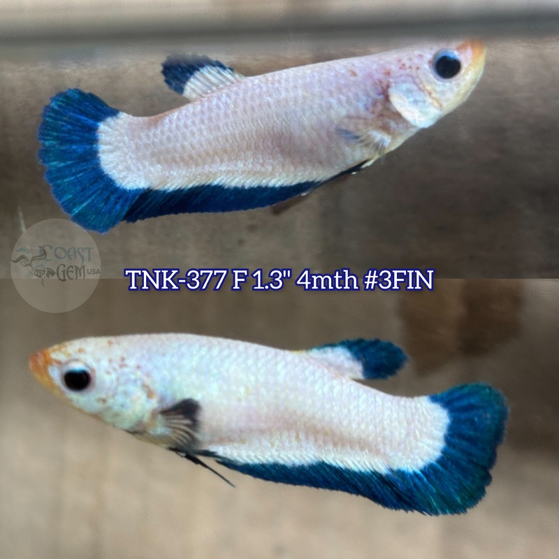 Live Female Betta Blue rim Marble Plakad (TNK-377) High quality what you see what you get!!
