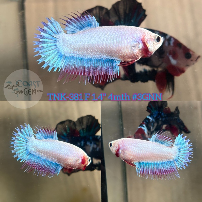 Live Female Betta Fancy Blue purple Pastel colors Crowntail Plakad (TNK-381) High quality what you see what you get!!