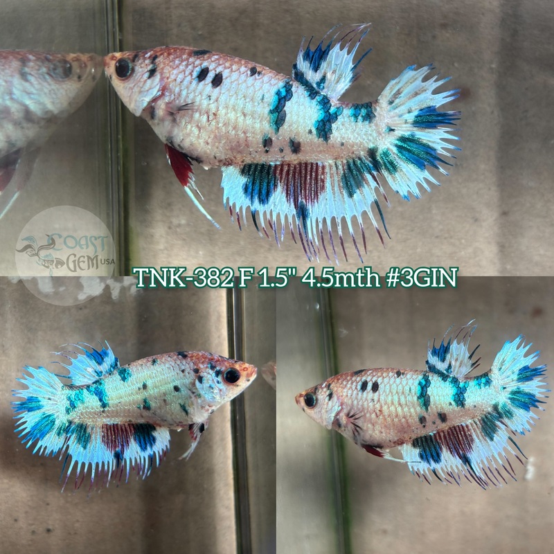 Live Female Betta Fancy Marble Crowntail Plakad (TNK-382) S205  High quality what you see what you get!!