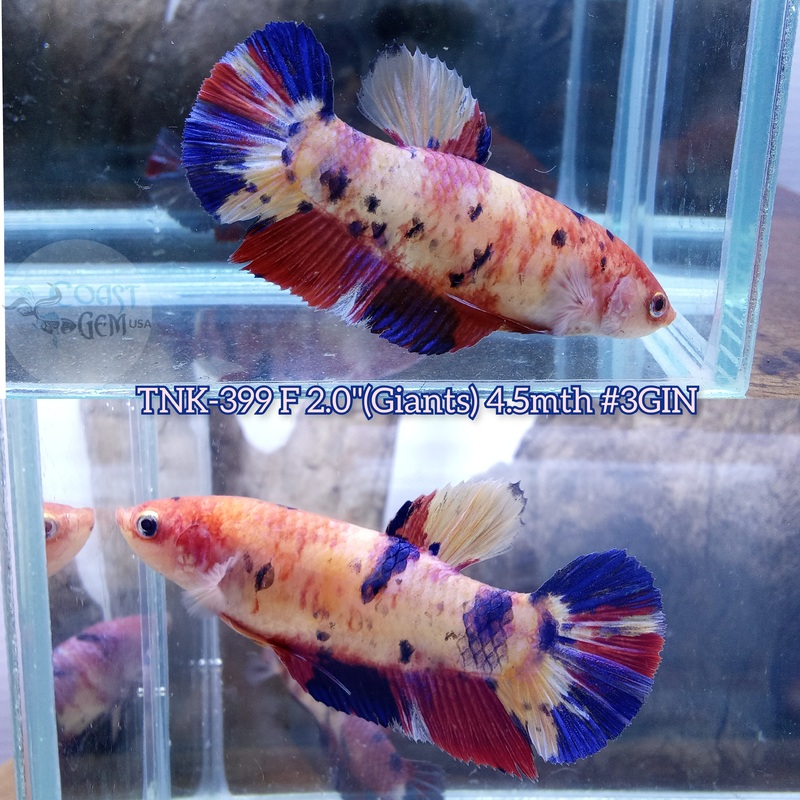 Live Female Betta Giants Candy Mix colors Plakad (TNK-399) S265 High quality what you see what you get!!
