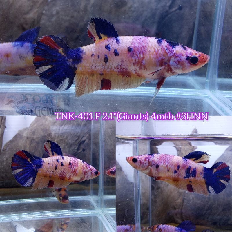 Live Female Betta Giants Candy Mix colors Plakad (TNK-401) S277 High quality what you see what you get!!