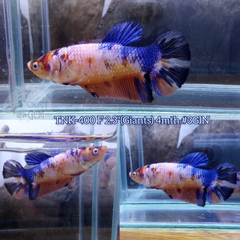 Live Female Betta Giants Fancy marble Plakad (TNK-400) S275 High quality what you see what you get!!
