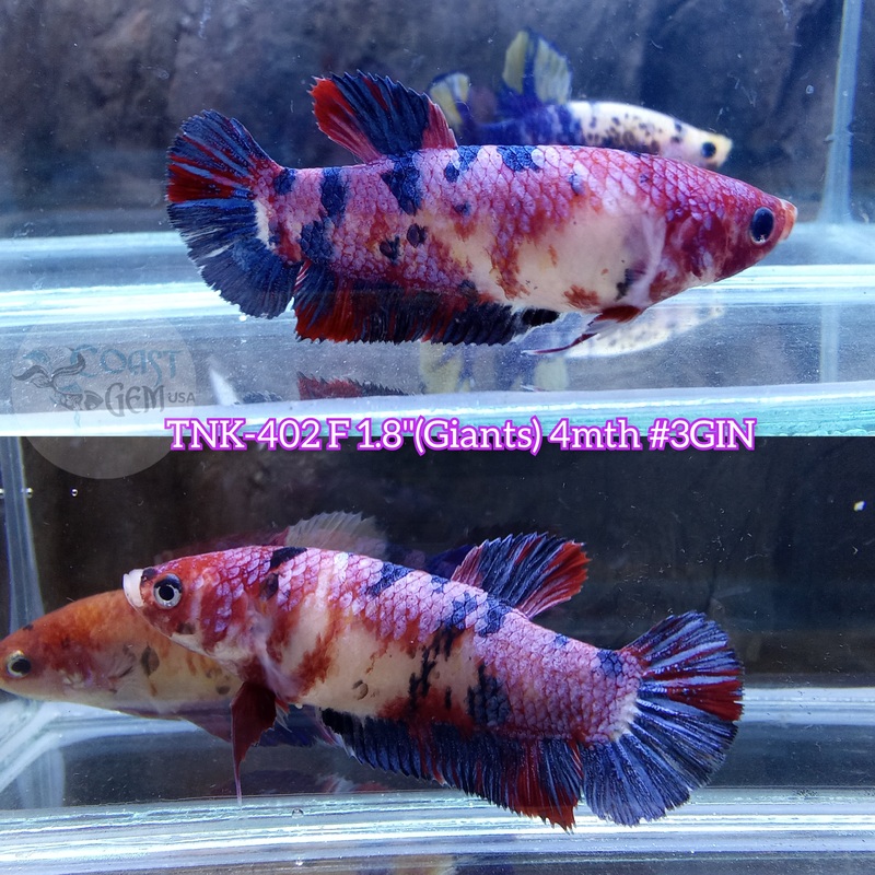 Live Female Betta Giants Red Fancy Koi Plakad (TNK-402) S279 High quality what you see what you get!!
