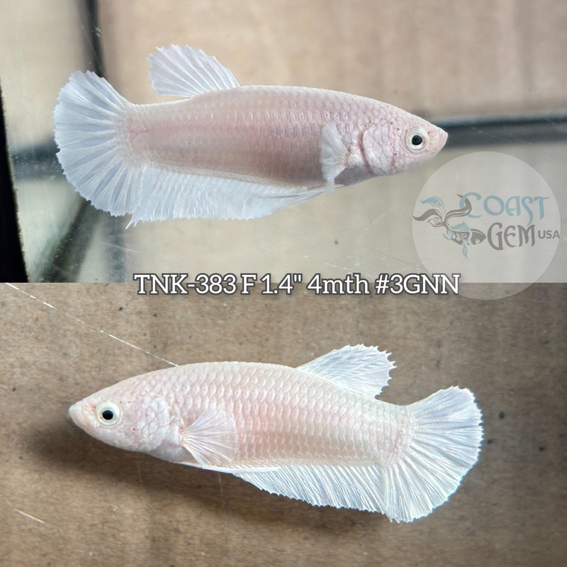 Live Female Betta Platinum White Solid color Plakad (TNK-383) S206 High quality what you see what you get!!