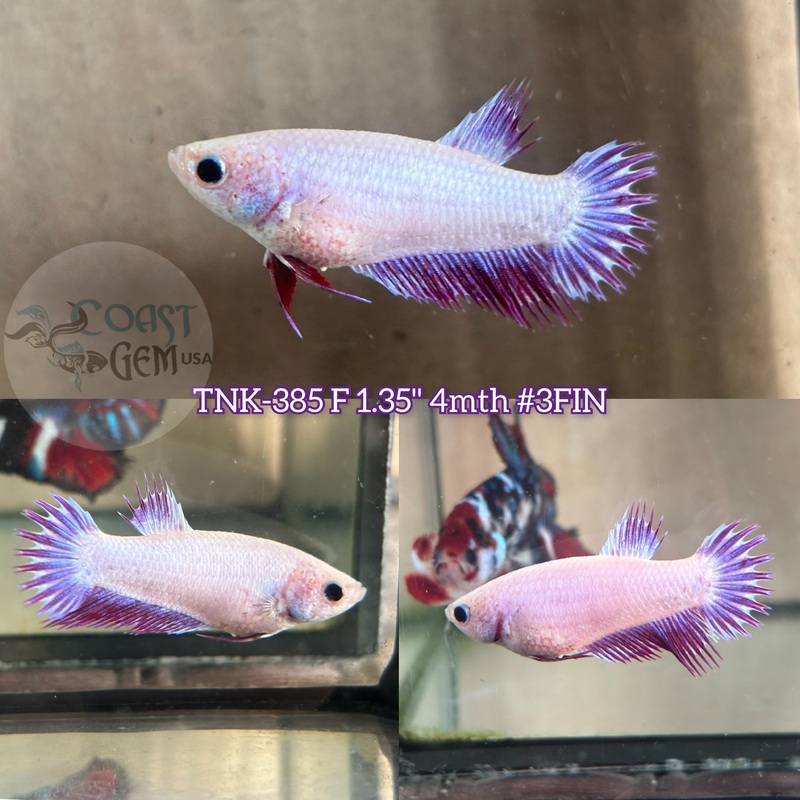 Live Female Betta Purple Lavender colors Crowntail Plakad (TNK-385) High quality what you see what you get!!