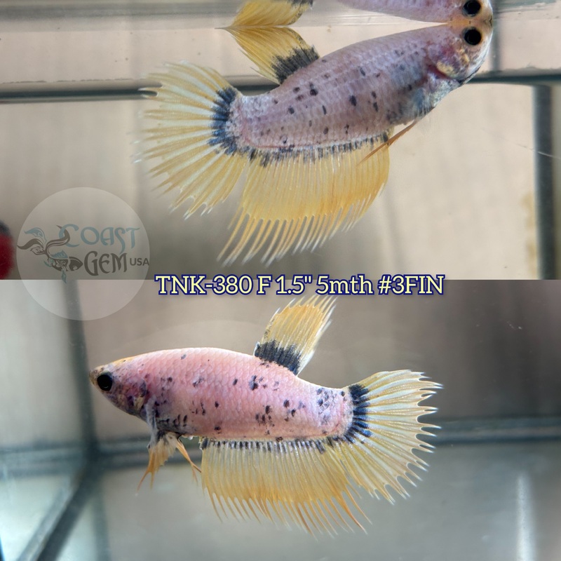 Live Female Betta Yellow Blue  Grizzle Crowntail (TNK-380) S197 High quality what you see what you get!!