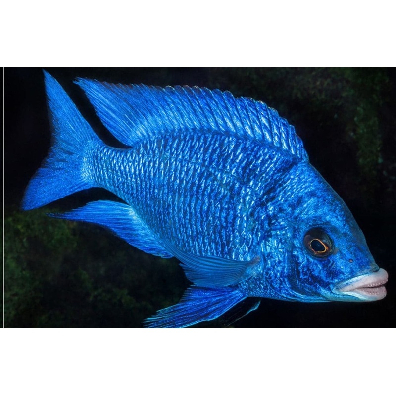 Live Fish African Cichlid Mdoka White Lips (Placidochromis Phenochilus White Lip)(CHD-117)