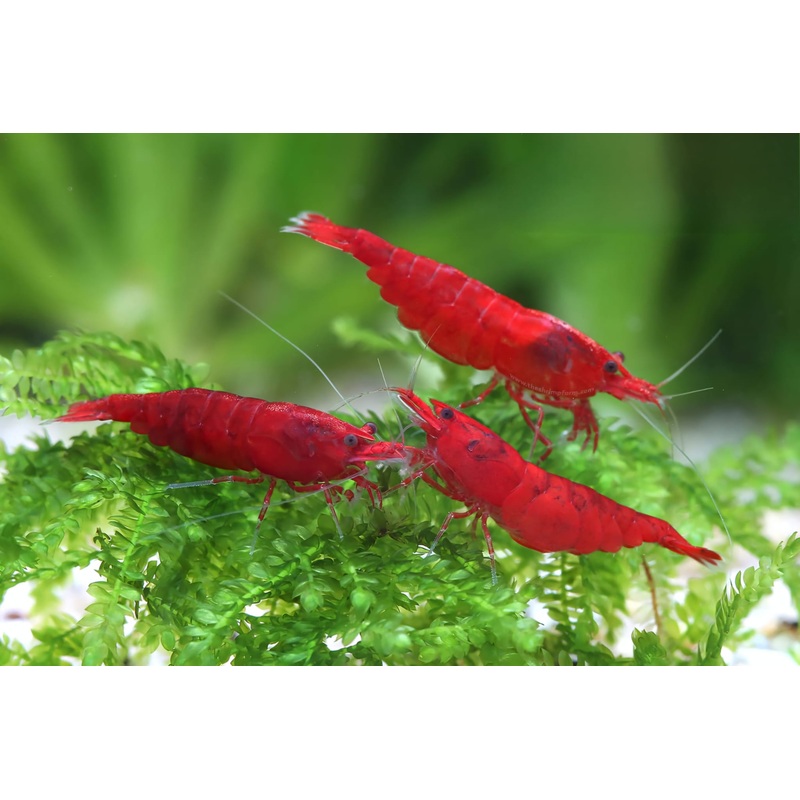 Live Freshwater Aquarium Fancy Bloody Mary Shrimp Premium Quality 5/$25, 10/$45, 20/$70 (Neocaridina sp.)(FS-010)