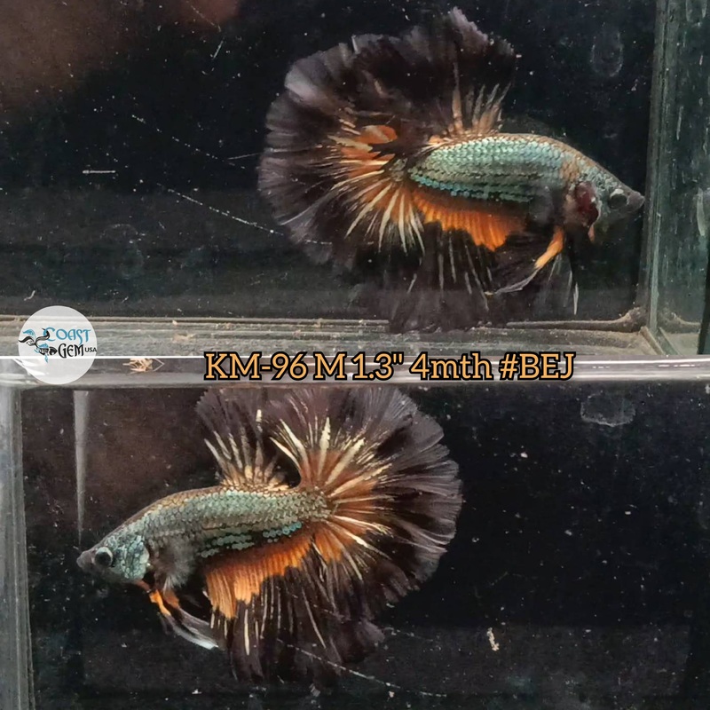 Live Male Betta Black copper yellow mustard Halfmoon (KM-96) S065what you see what you get!!