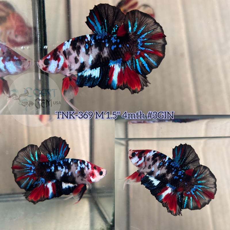 Live Male Betta Black Galaxy Koi Plakad (TNK-369)  High quality what you see what you get!!