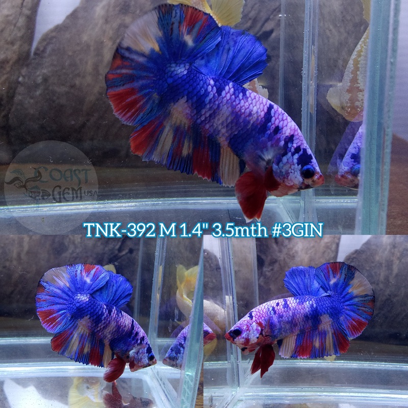 Live Male Betta Candy Multi-colors Plakad (TNK-392) S256 High quality what you see what you get!!