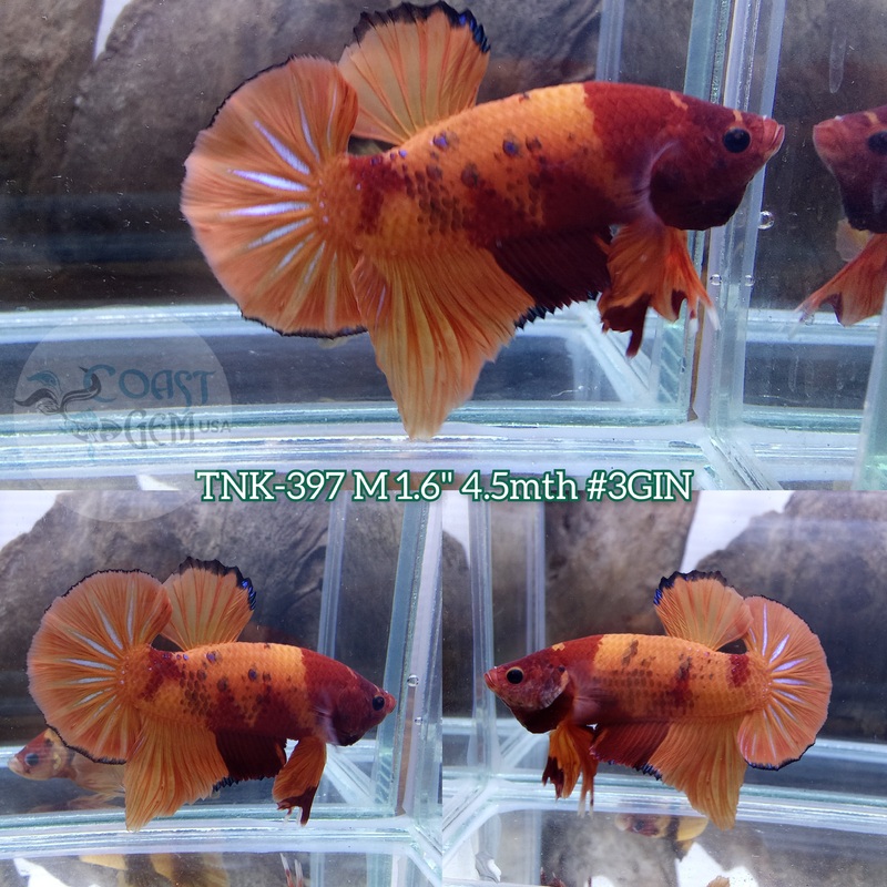 Live Male Betta Classic Nemo Head marking Plakad (TNK-397) S263 High quality what you see what you get!!