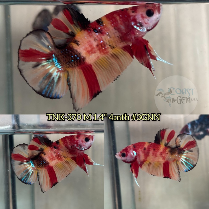 Live Male Betta Classic Nemo Plakad (TNK-370) S130 High quality what you see what you get!!