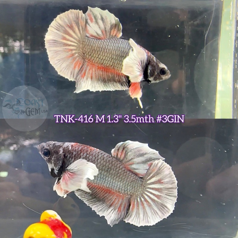 Live Male Betta Fancy Copper Dumbo Big ear Plakat (TNK-416)  S211 what you see what you get!!