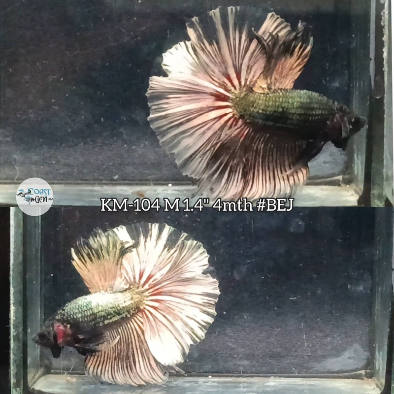 Live Male Betta Fancy Dark Copper Halfmoon (KM-104) S136 what you see what you get!!
