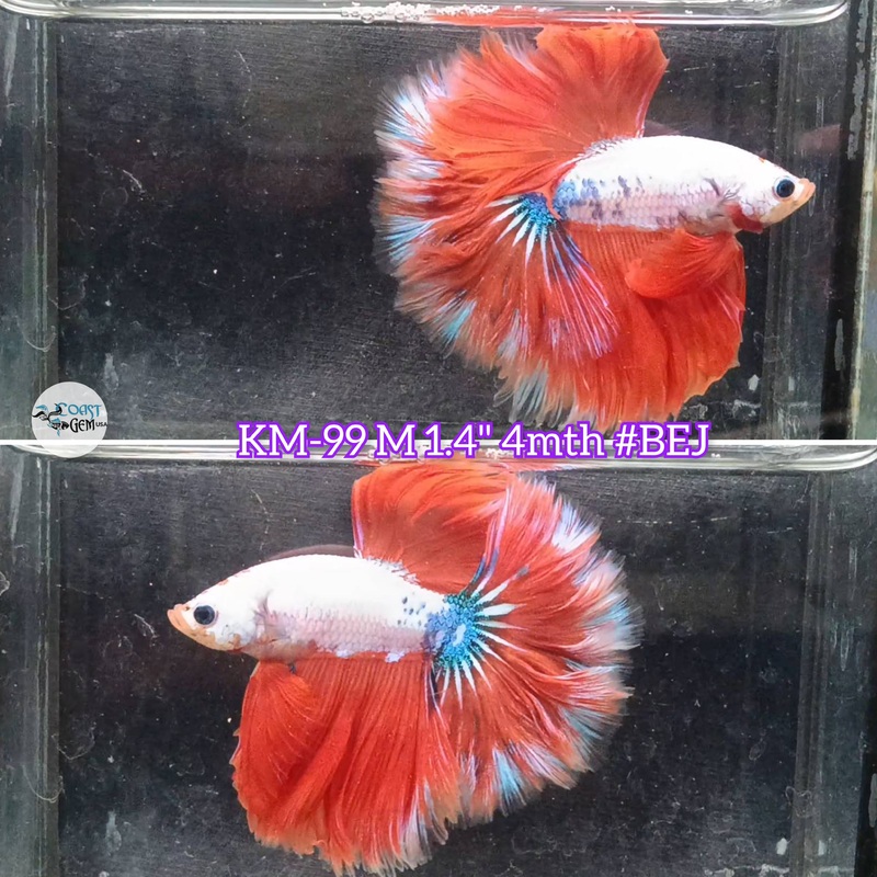 Live Male Betta Fancy Dragon Halfmoon Rosetail (KM-99) S125  what you see what you get!!