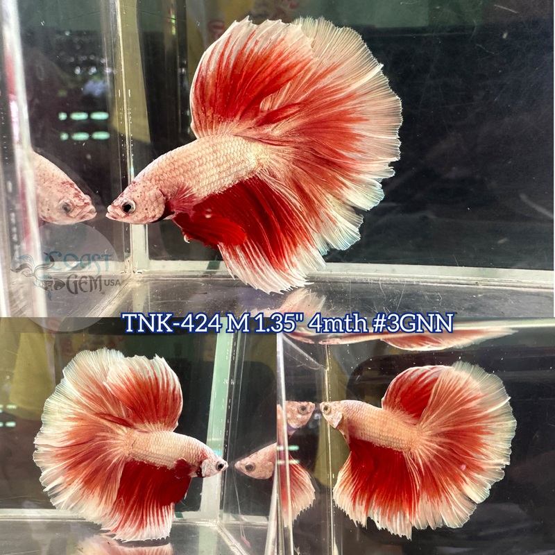Live Male Betta Fancy Dragon Halfmoon (TNK-424) S282 what you see what you get!!
