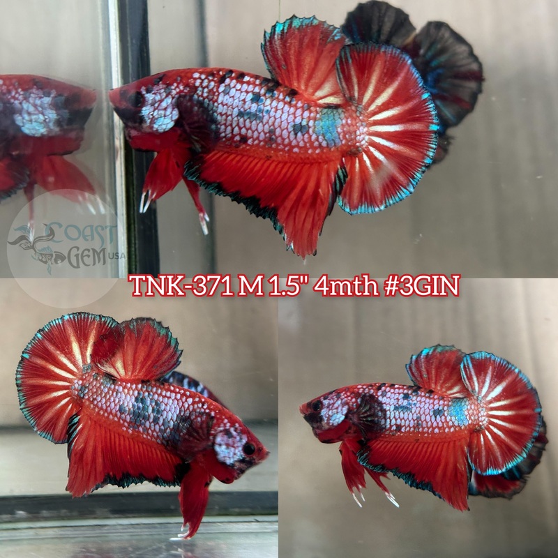 Live Male Betta Fancy Koi Metallic Plakad (TNK-371) S134 High quality what you see what you get!!
