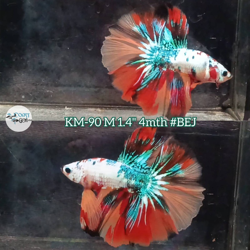Live Male Betta Fancy Marble Halfmoon (KM-90) S041 what you see what you get!!