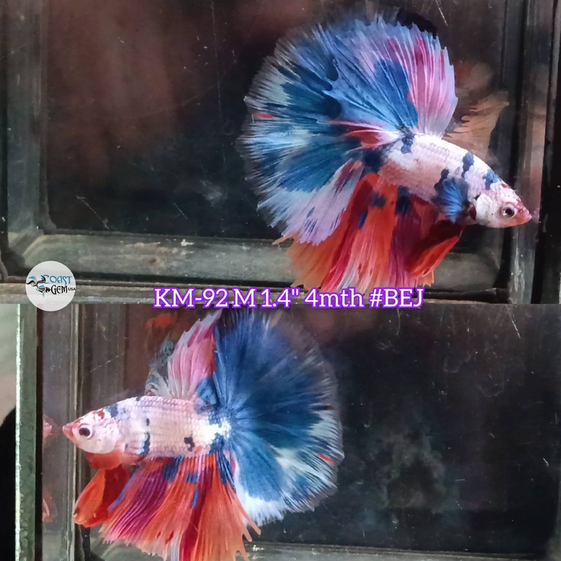 Live Male Betta Fancy Marble Halfmoon (KM-92) S046 what you see what you get!!
