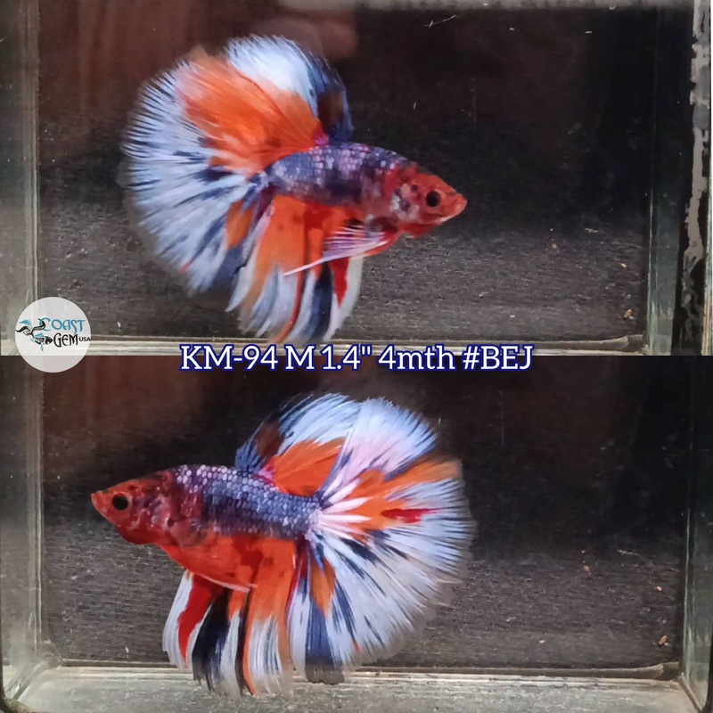 Live Male Betta Fancy Marble Halfmoon (KM-94) S064 what you see what you get!!