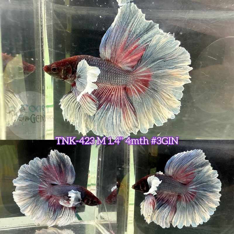 Live Male Betta Fancy Red Gray Dumbo Big ear Halfmoon Rosetail (TNK-423) S279 what you see what you get!!