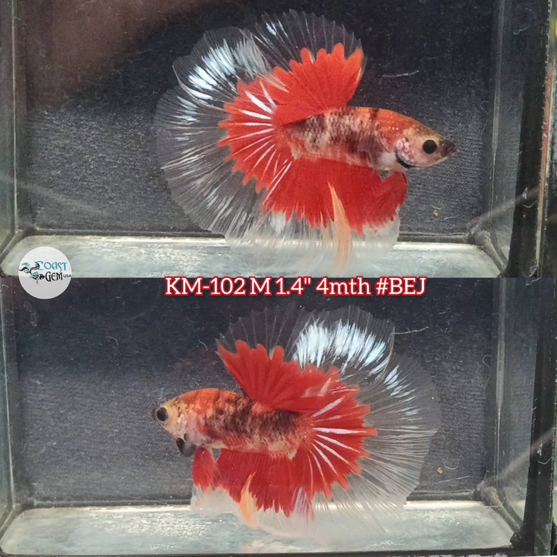 Live Male Betta Fancy Red Koi Halfmoon (KM-102) S132 what you see what you get!!