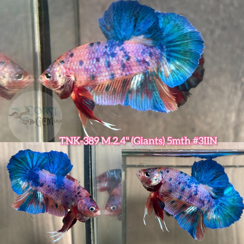 Live Male Betta Giants Fancy cotton candy marble Plakat (TNK-389) S216 High quality what you see what you get!