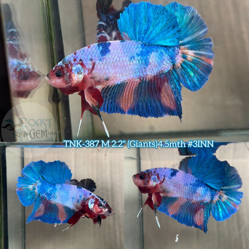 Live Male Betta Giants Fancy marble Plakat (TNK-387) S213 High quality what you see what you get!!