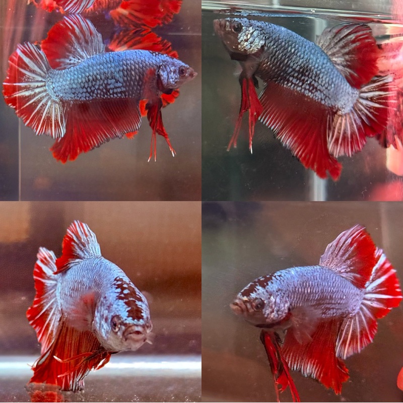 LIVE MALE BETTA METALLIC VAMPIRES GIANTS PLAKAT (LLL-127) S062 HIGH QUALITY WHAT YOU SEE WHAT YOU GET!!
