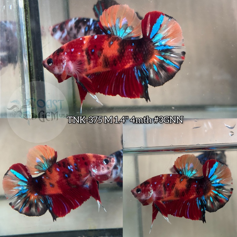 Live Male Betta Nemo Galaxy Plakad (TNK-375) S184 High quality what you see what you get!!