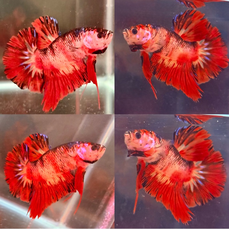 LIVE MALE BETTA NEMO GIANTS PLAKAT (LLL-227) S067 HIGH QUALITY WHAT YOU SEE WHAT YOU GET!!