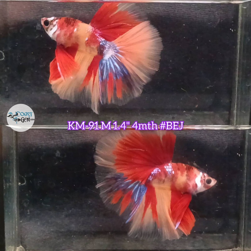 Live Male Betta Nemo koi  Halfmoon (KM-91) S042 what you see what you get!!