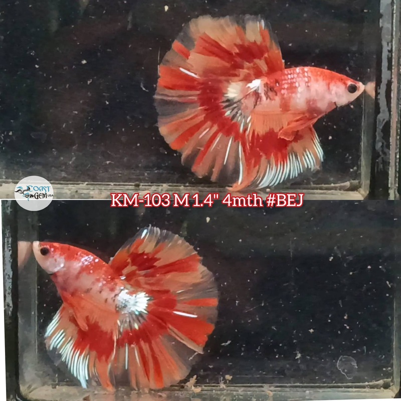 Live Male Betta Nemo Leopard Halfmoon (KM-103) S133 what you see what you get!!