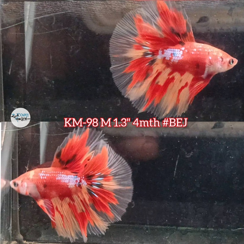 Live Male Betta Nemo Metallic Halfmoon (KM-98) S114 what you see what you get!!
