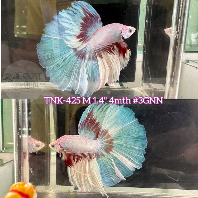 Live Male Betta Purple Sweet tone butterfly Halfmoon (TNK-425) S283 what you see what you get!!