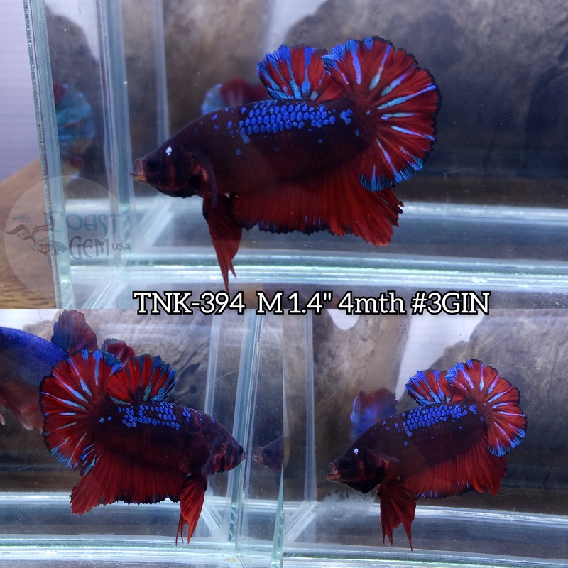 Live Male Betta Red Black Galaxy Dark base Plakad (TNK-394) S259 High quality what you see what you get!!