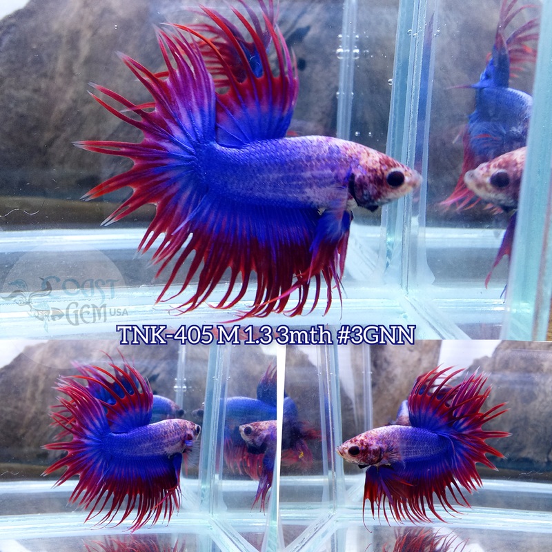 Live Male Betta Red blue Mascot Crowntail (TNK-405) S267 High quality what you see what you get!!