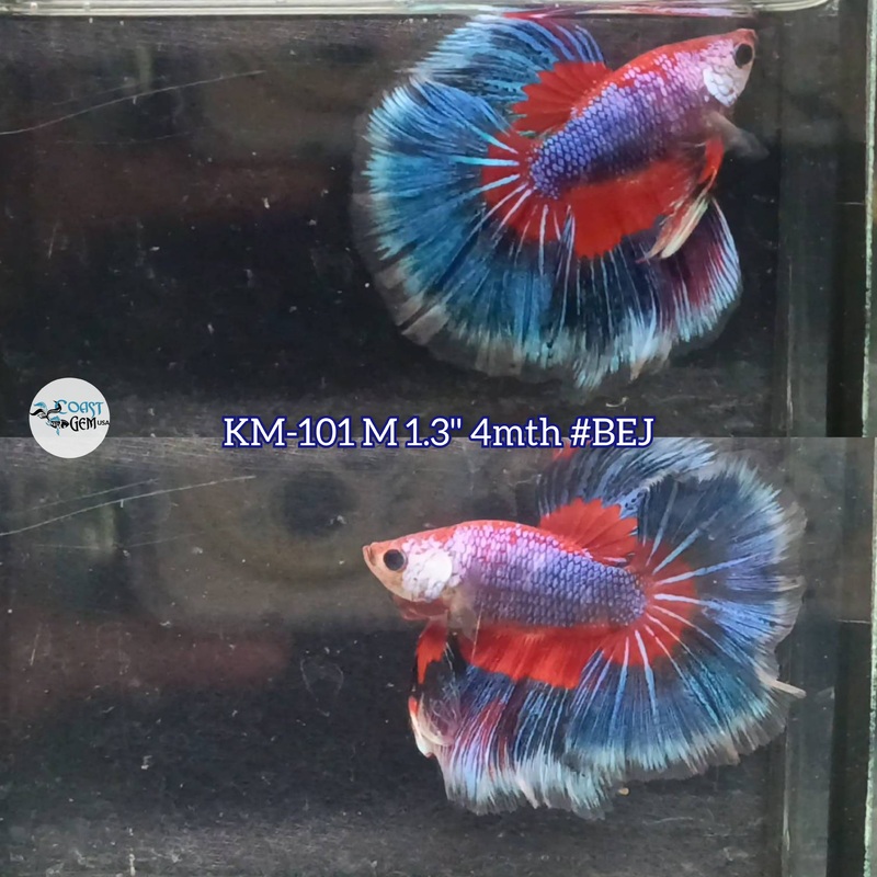 Live Male Betta Red blue Pattern colors Halfmoon (KM-101) S131 what you see what you get!!