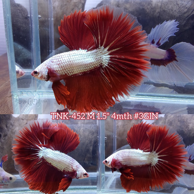 Live Male Betta Red Dragon Halfmoon (TNK-452) what you see what you get!!