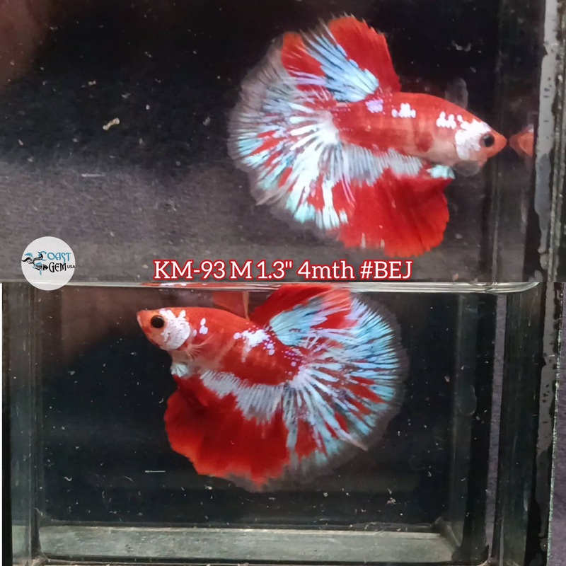 Live Male Betta Red Koi Galaxy Halfmoon (KM-93) S137 what you see what you get!!